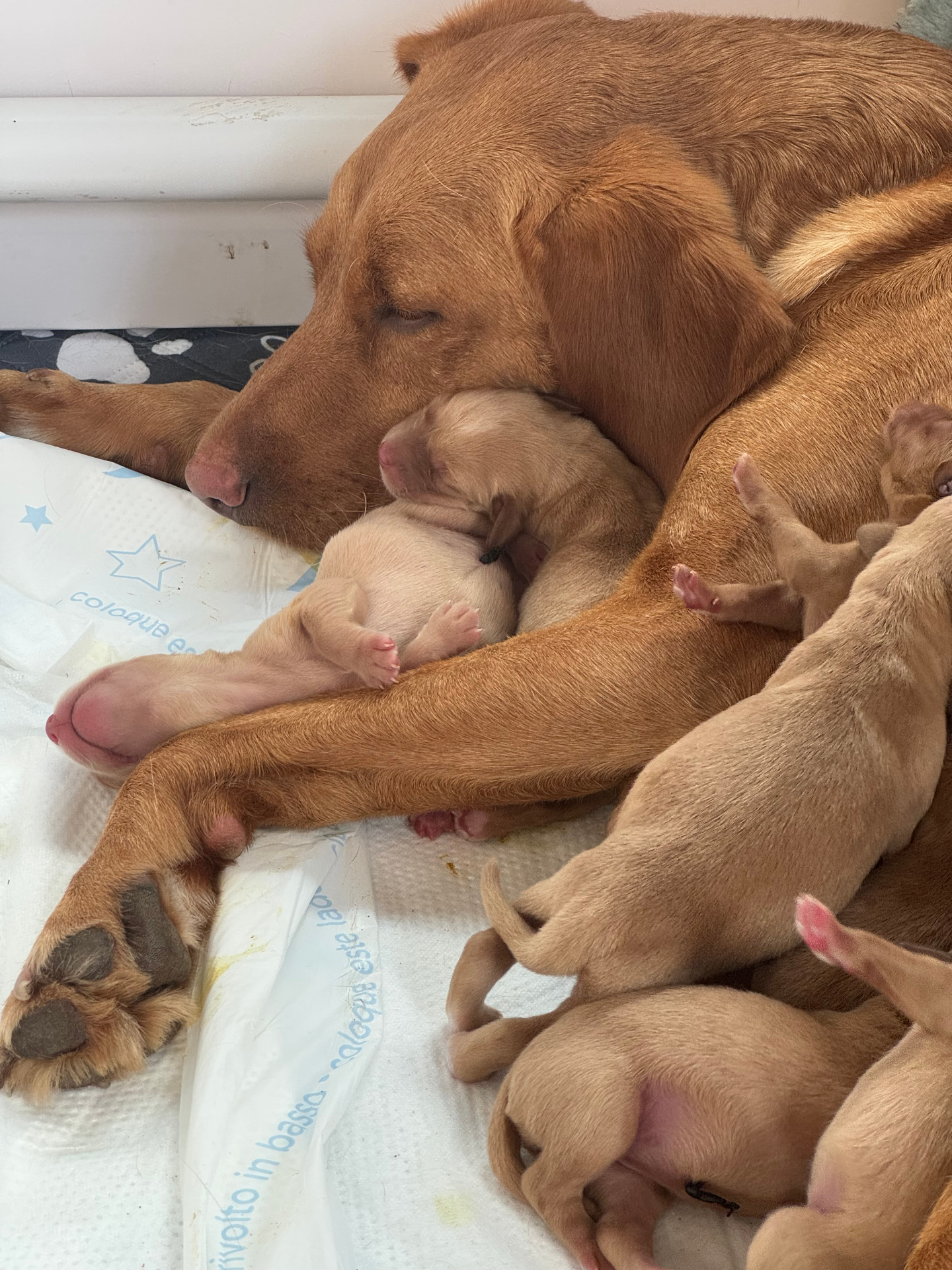 A fox red Labrador resting with her newborn litter
