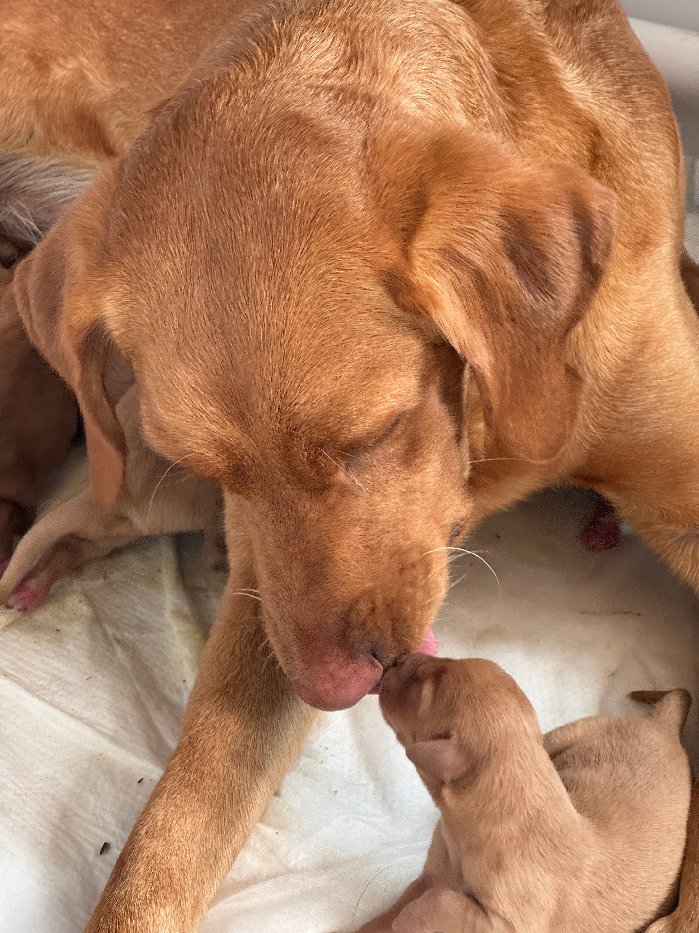 Amber, a fox red Labrador, in warm natural light