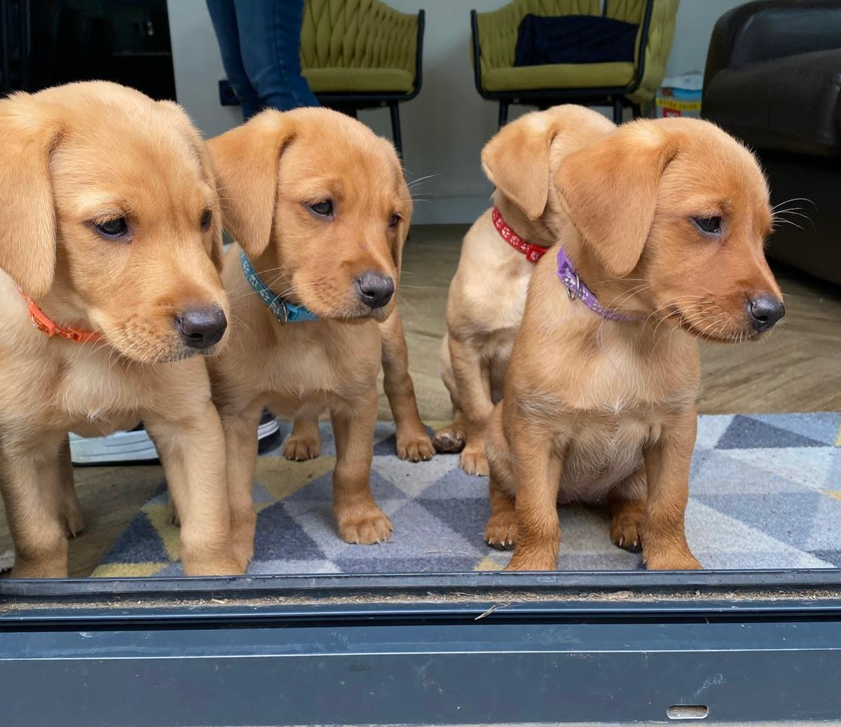 A breeder with a puppy, warm natural light